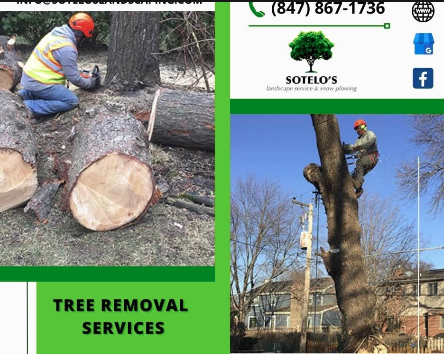 Tree service
