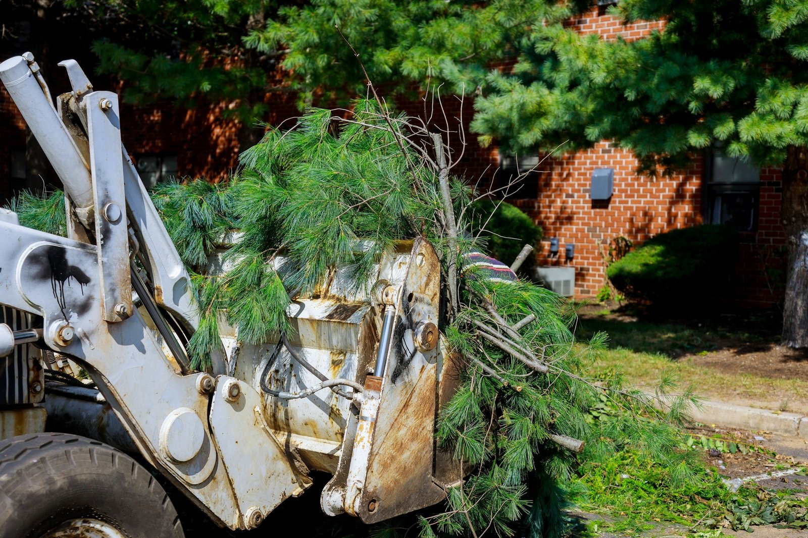 Tree Removal