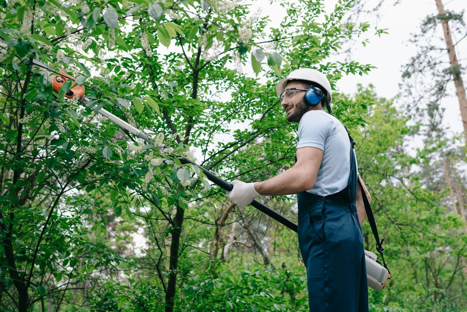 Tree Trimming