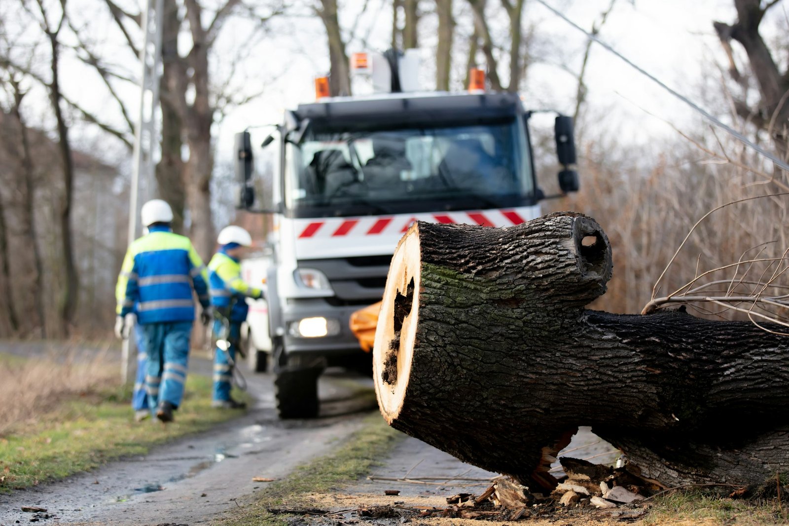 Tree Service