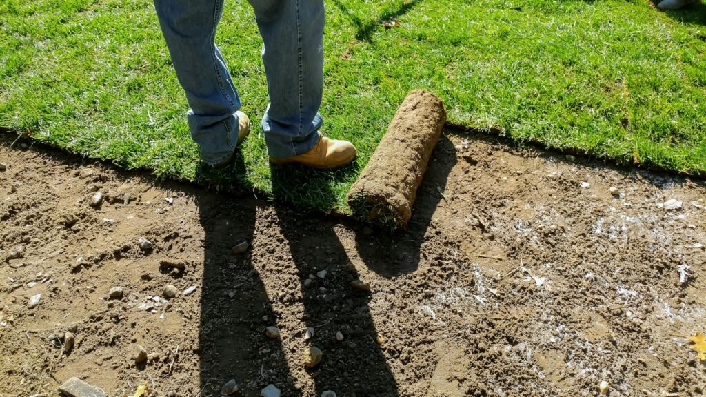 Unrolling Sod with fresh natural roll green lawn grass