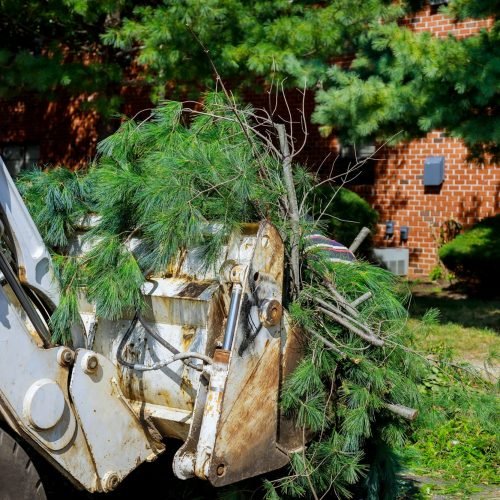 Tree Removal