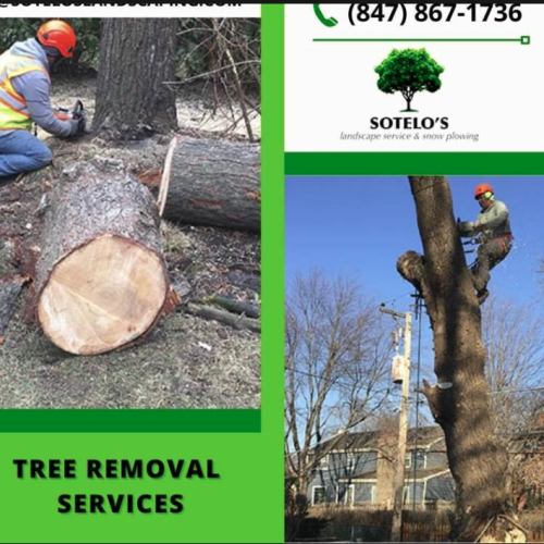 Tree service
