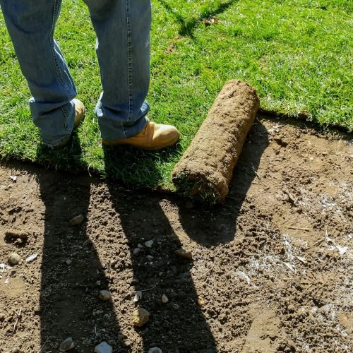 sod installation